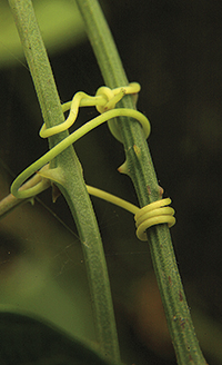 Plantes enfiladisses: sarsaparrella
