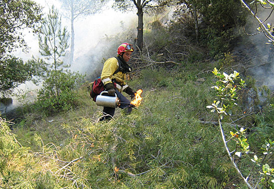 A firefighter belonging to GRAF (Support Group for Forestry Projects) lights a prescribed fire