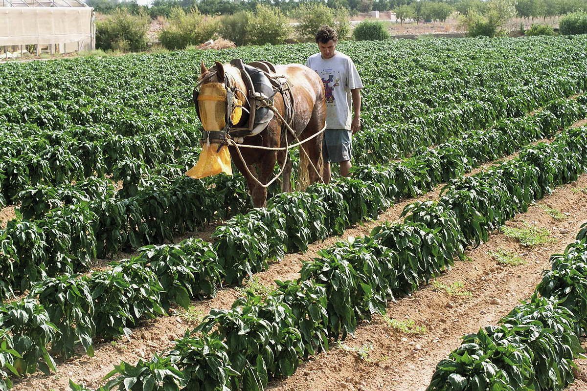 What Are Four Characteristics Of Agrarian Societies