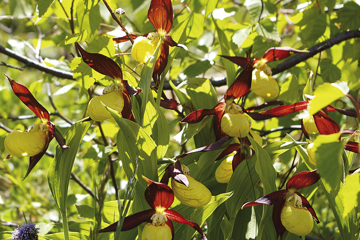 Lady’s slipper