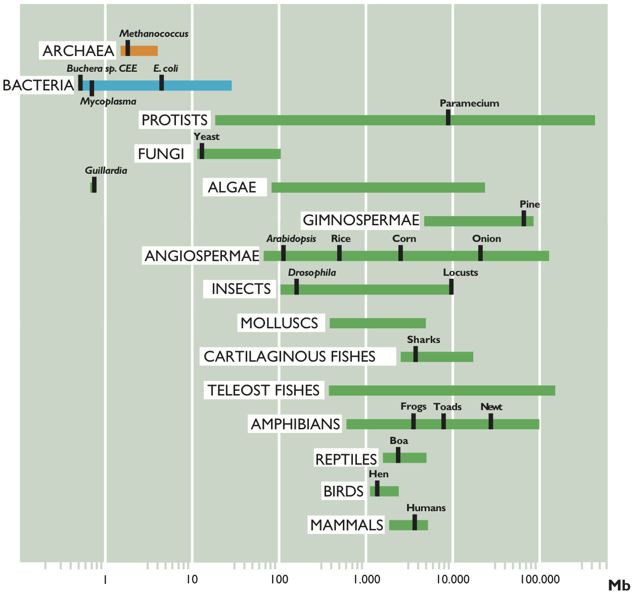 genome picture