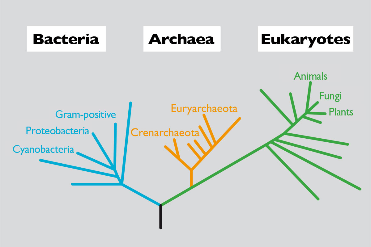 The size of the genome and the complexity of living beings