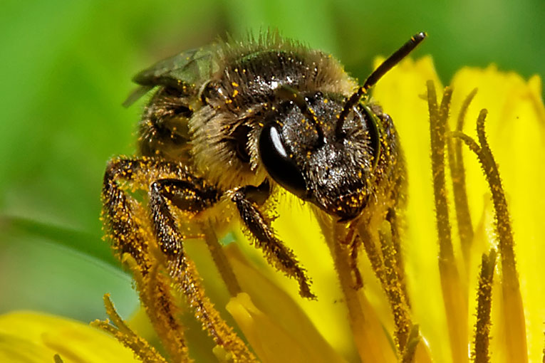 abelles1