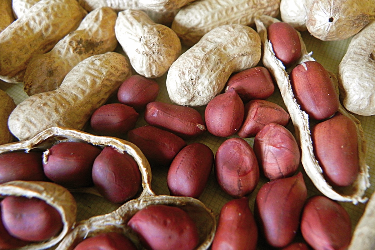 Valencian peanut