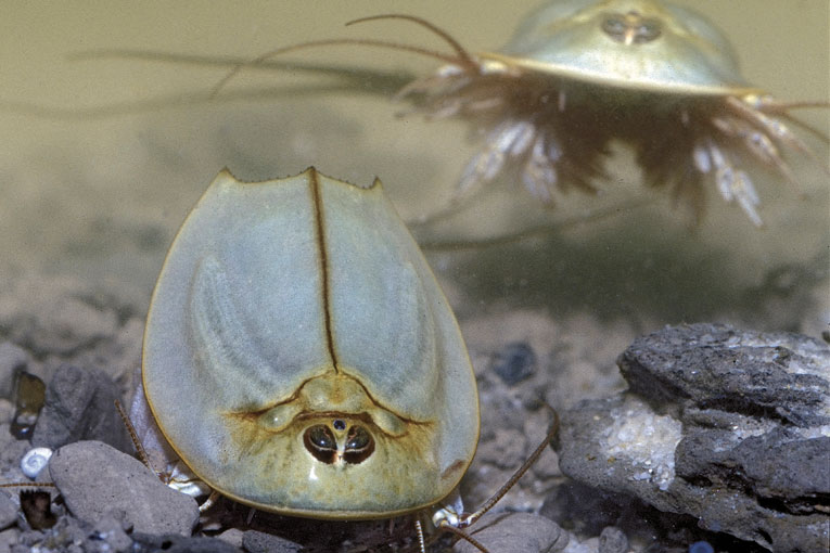 TRIASSIC TRIOPS – Science World Science Store