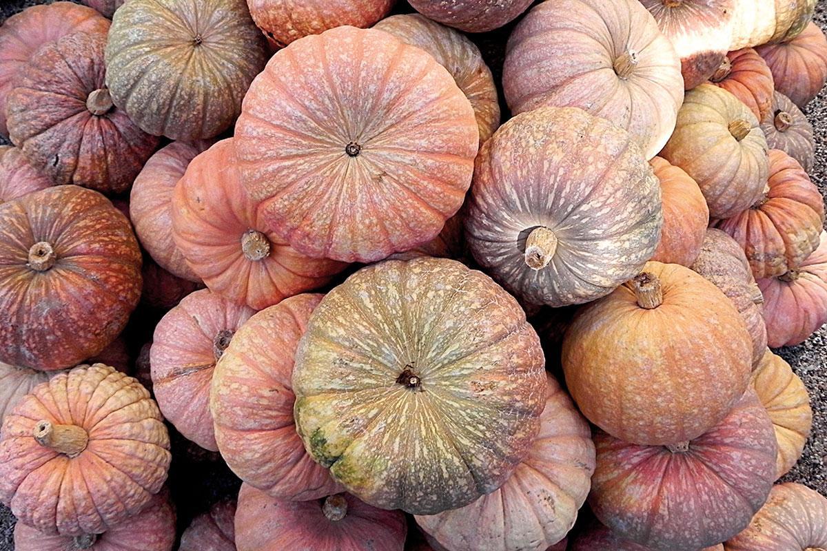 Diverse pumpkins