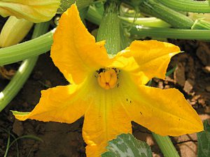 104c-85 courgettes