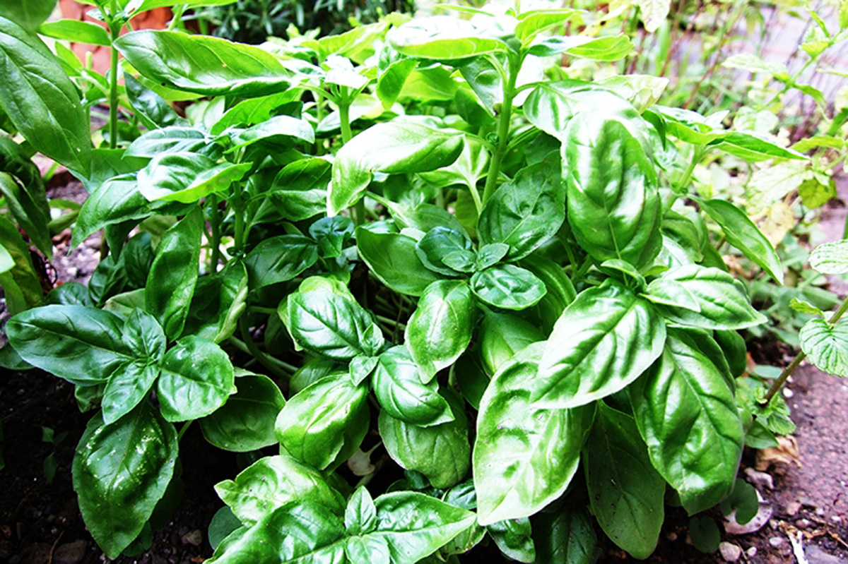 Why does basil work as a mosquito repellent