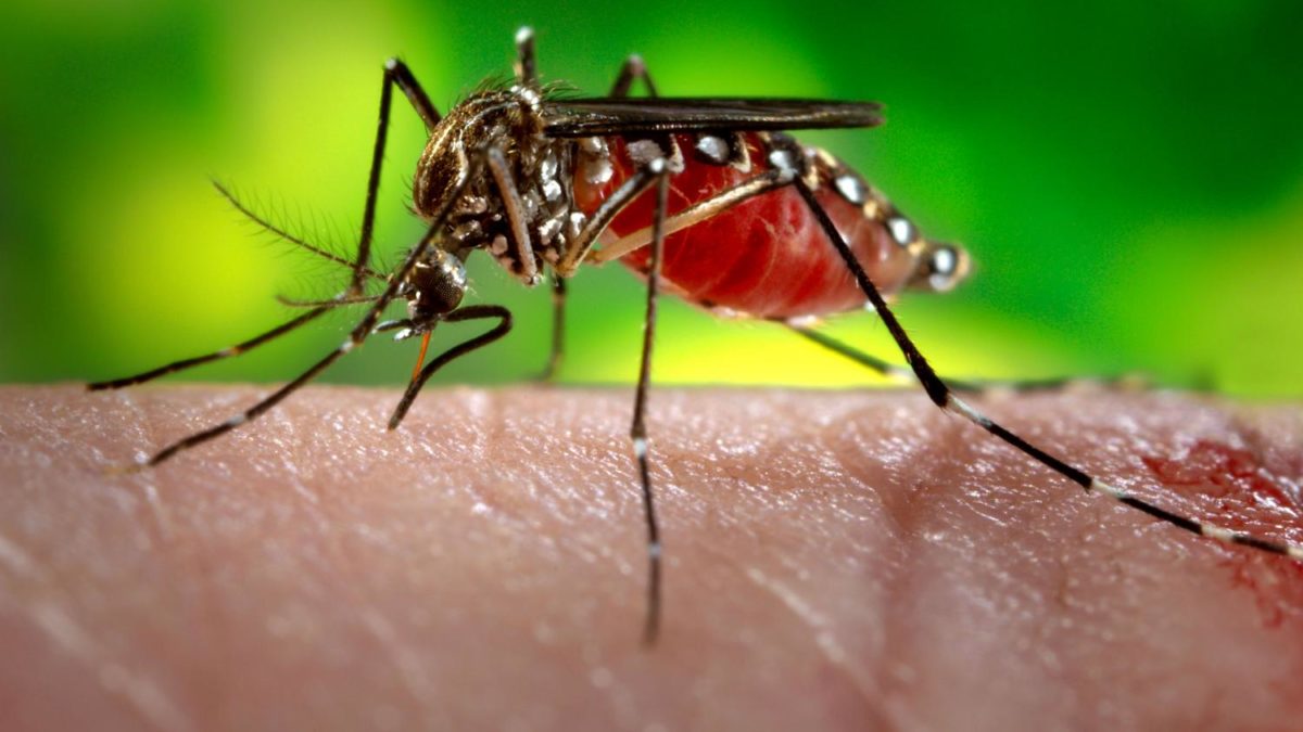 Why do only female mosquitoes bite?