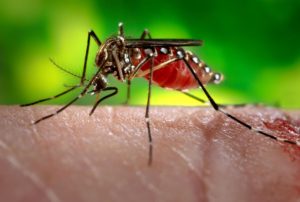 Why do only female mosquitoes bite?