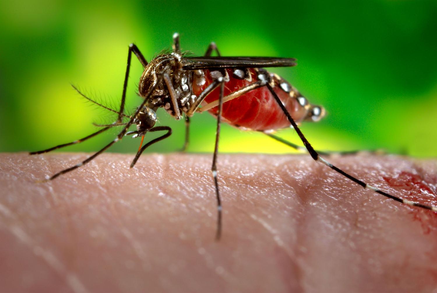 Why do only female mosquitoes bite?