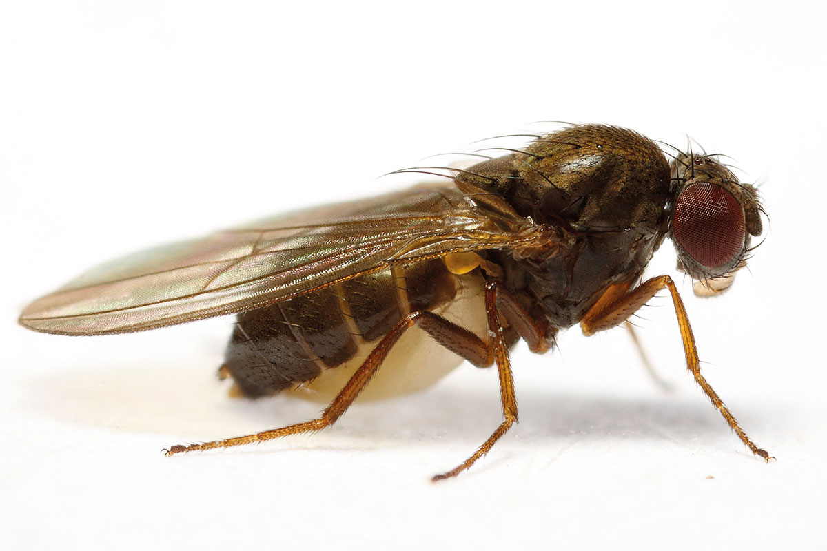 Drosophila subobscura