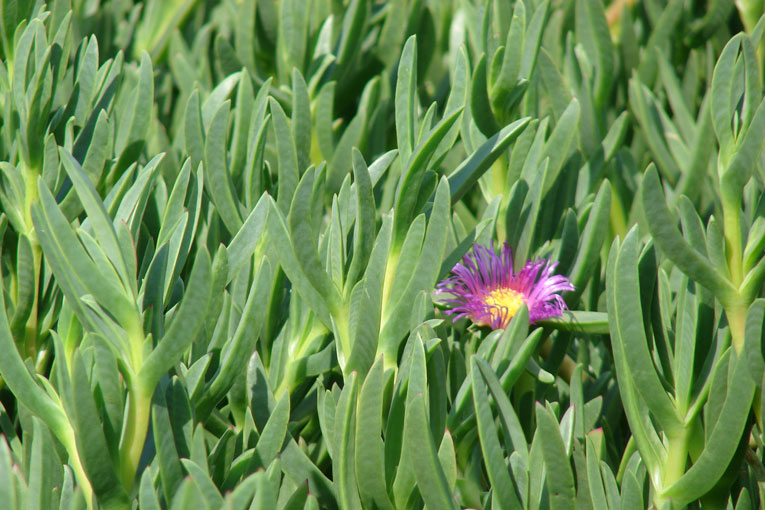 planta invasora Carpobrotus