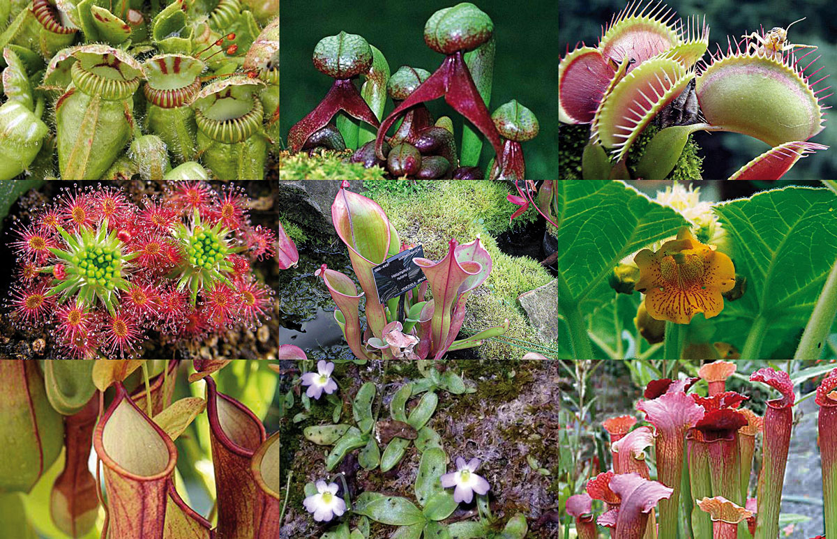 Carnivorous plants