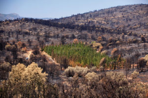 Plots from CypFire project affected by the wildfire in Andilla