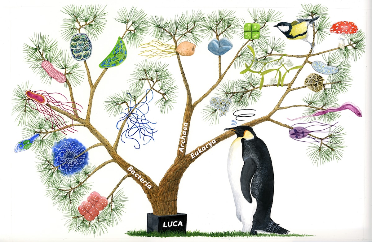 The big tree of life based on ribosomal RNA