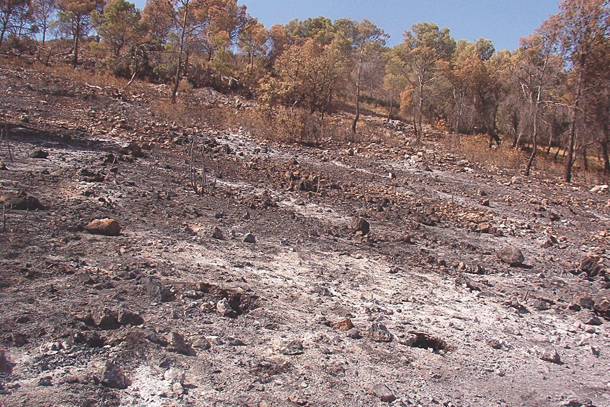 Pinoso (Alicante, Spain) soil one week after a fire in 2003