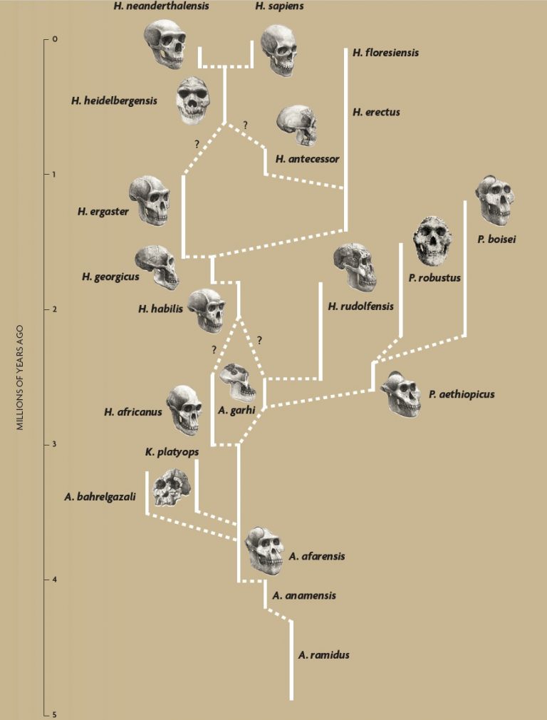 Evolution of the ‘Homo’ genus - Revista Mètode