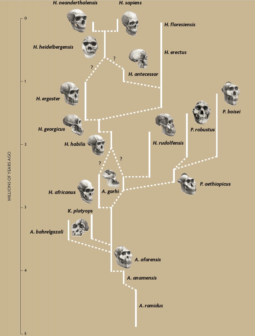 Evolution of the ‘Homo’ genus - Revista Mètode