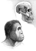 Evolution of the ‘Homo’ genus - Revista Mètode