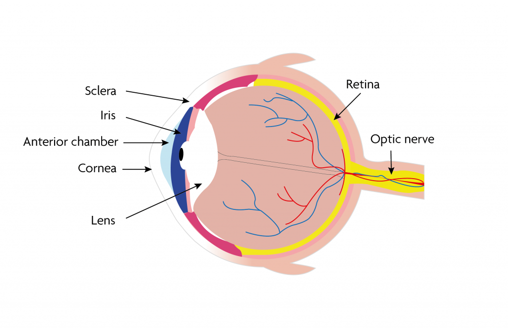 Eye function. Fibrous membrane of the Eyeball of the sclera. Iris or Retina.