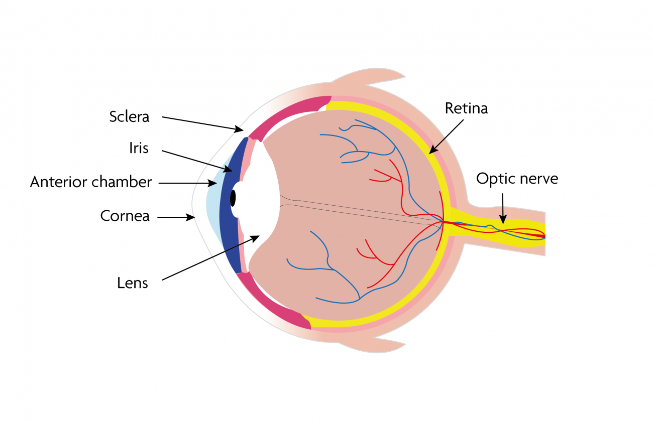 What Is The Function Of The White Of The Eye? - Revista Mètode