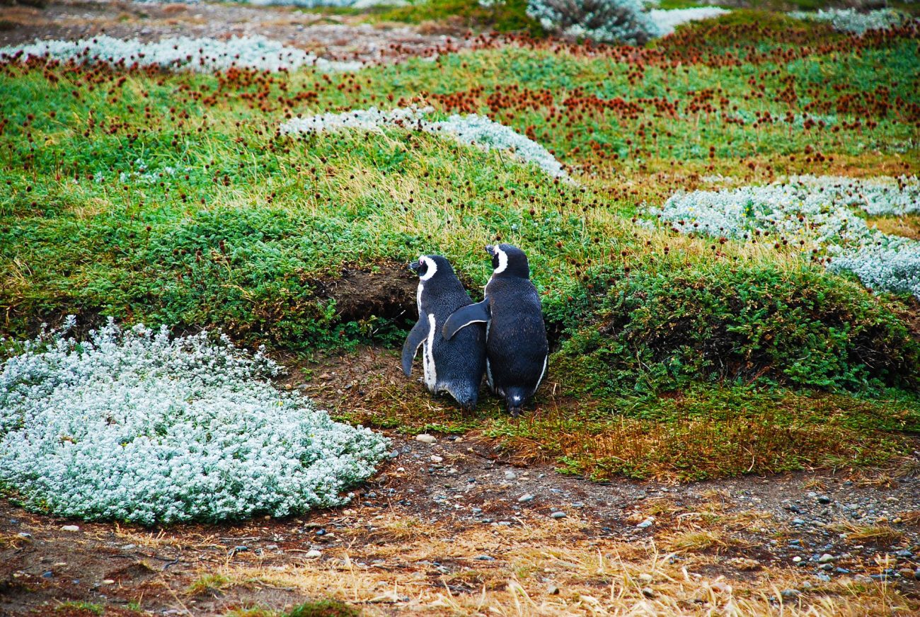 A couple of Magellanic penguins. / EzPzPics