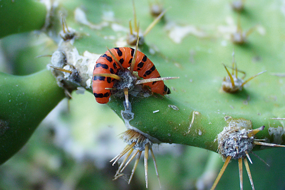 Natural enemies and biodiversity