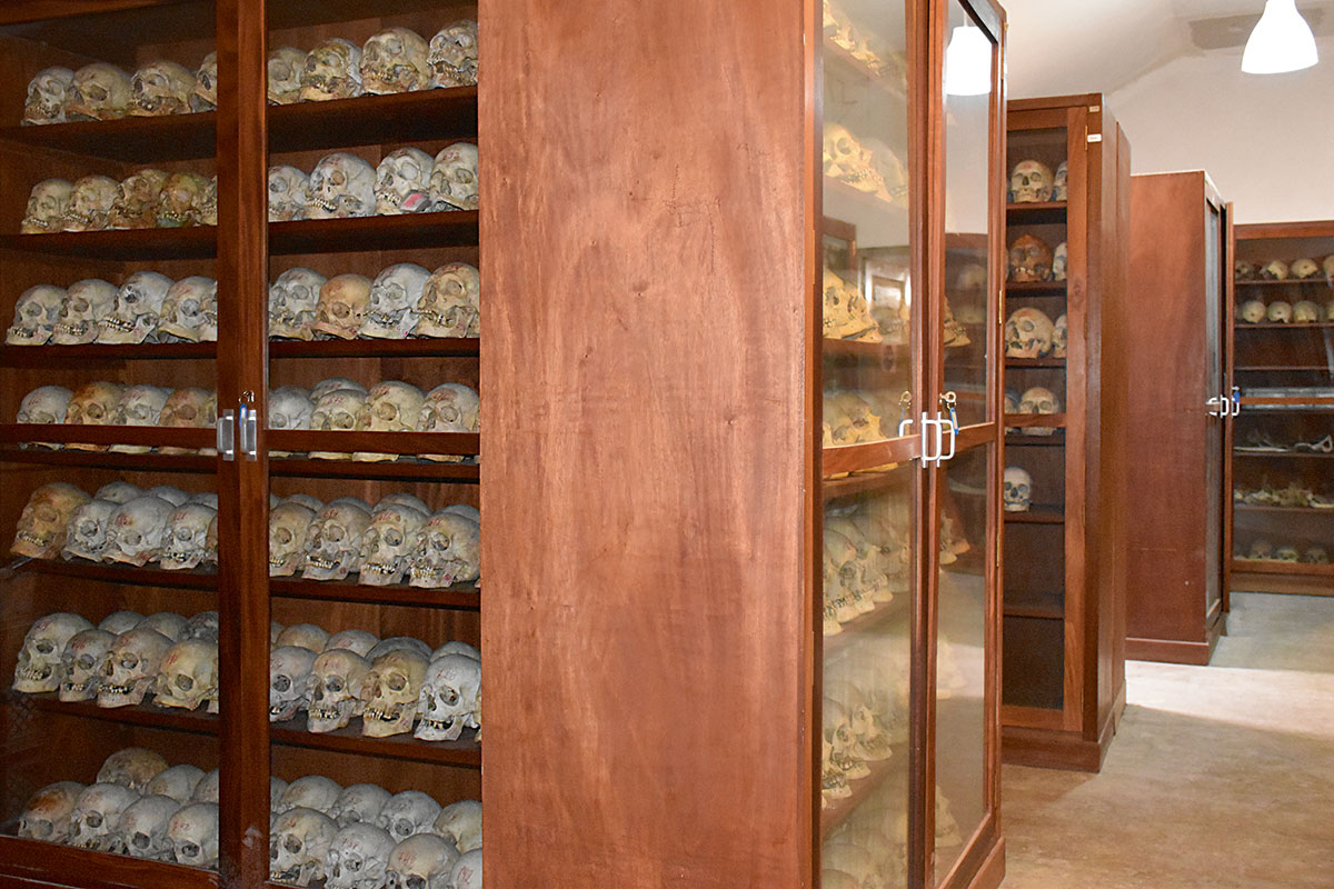 Osteological collections
