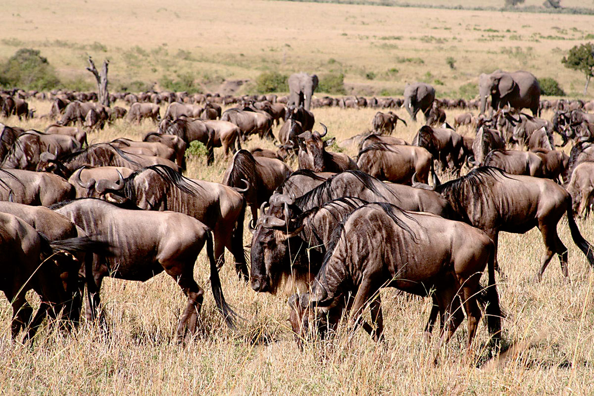 wildebeest biodiversity