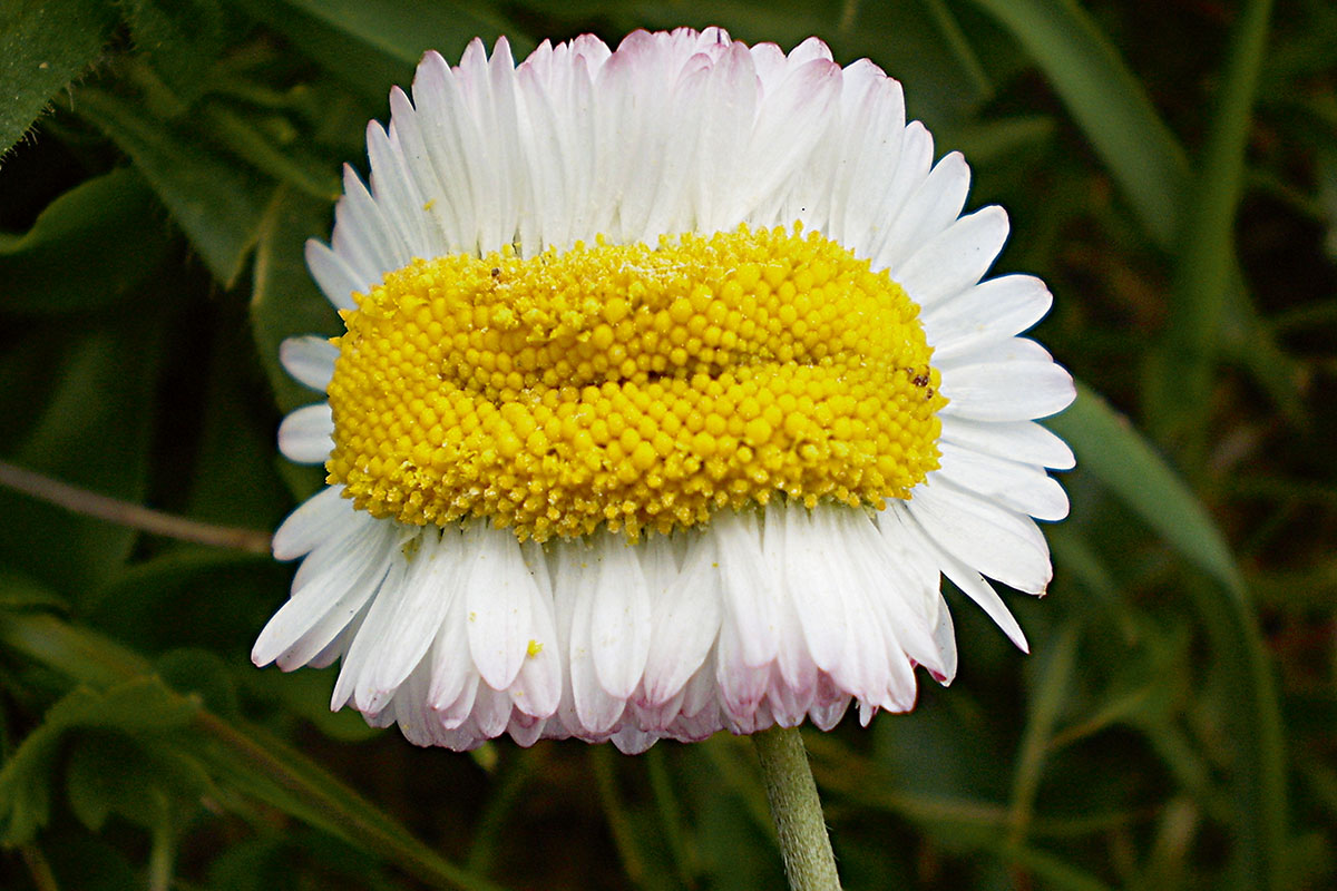 daisy cancer plants