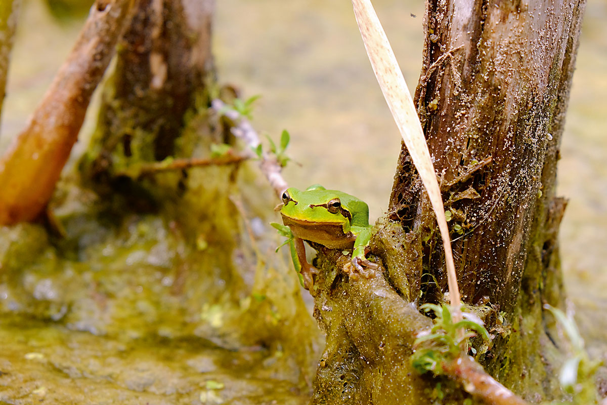 frogs biodiversity chernobyl
