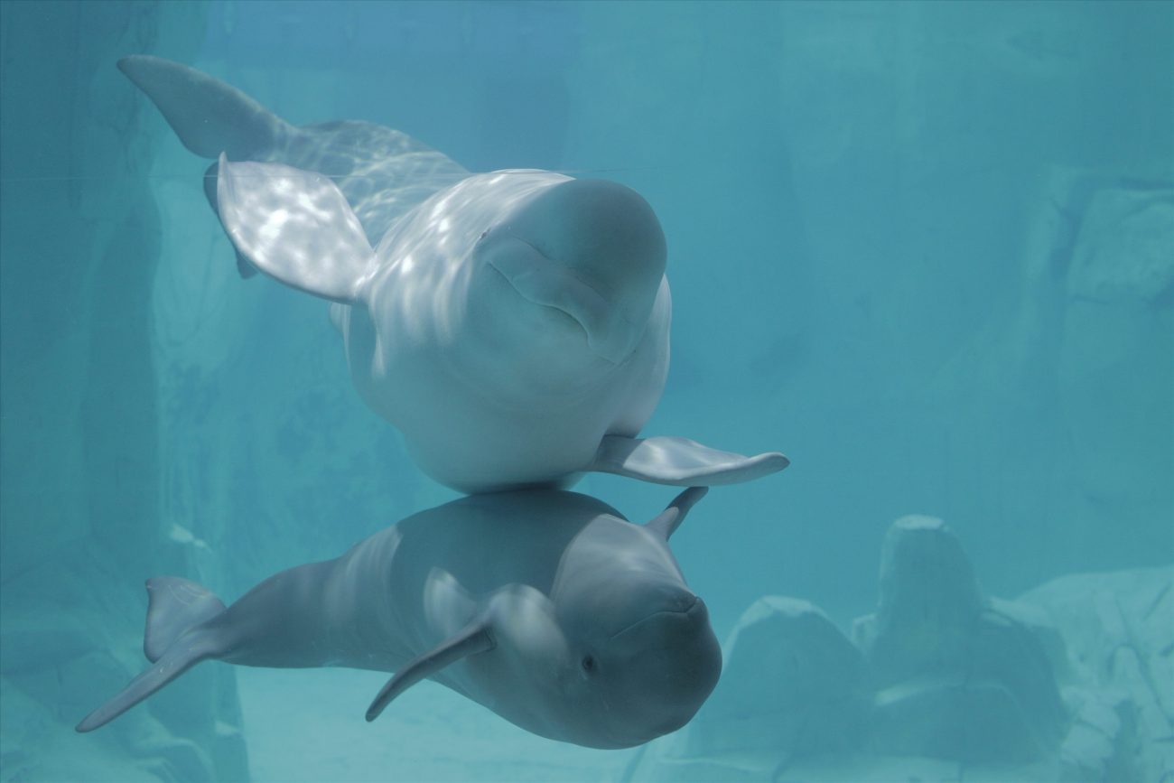 beluga mother and offspring