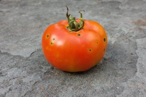 resistant crops tomato