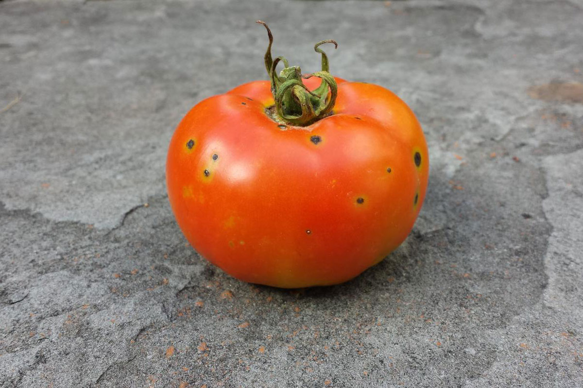 resistant crops tomato