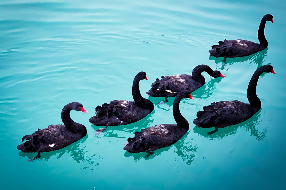 coronavirus black swans