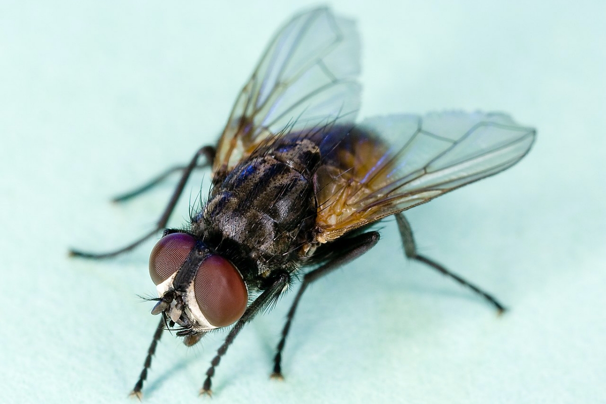 housefly