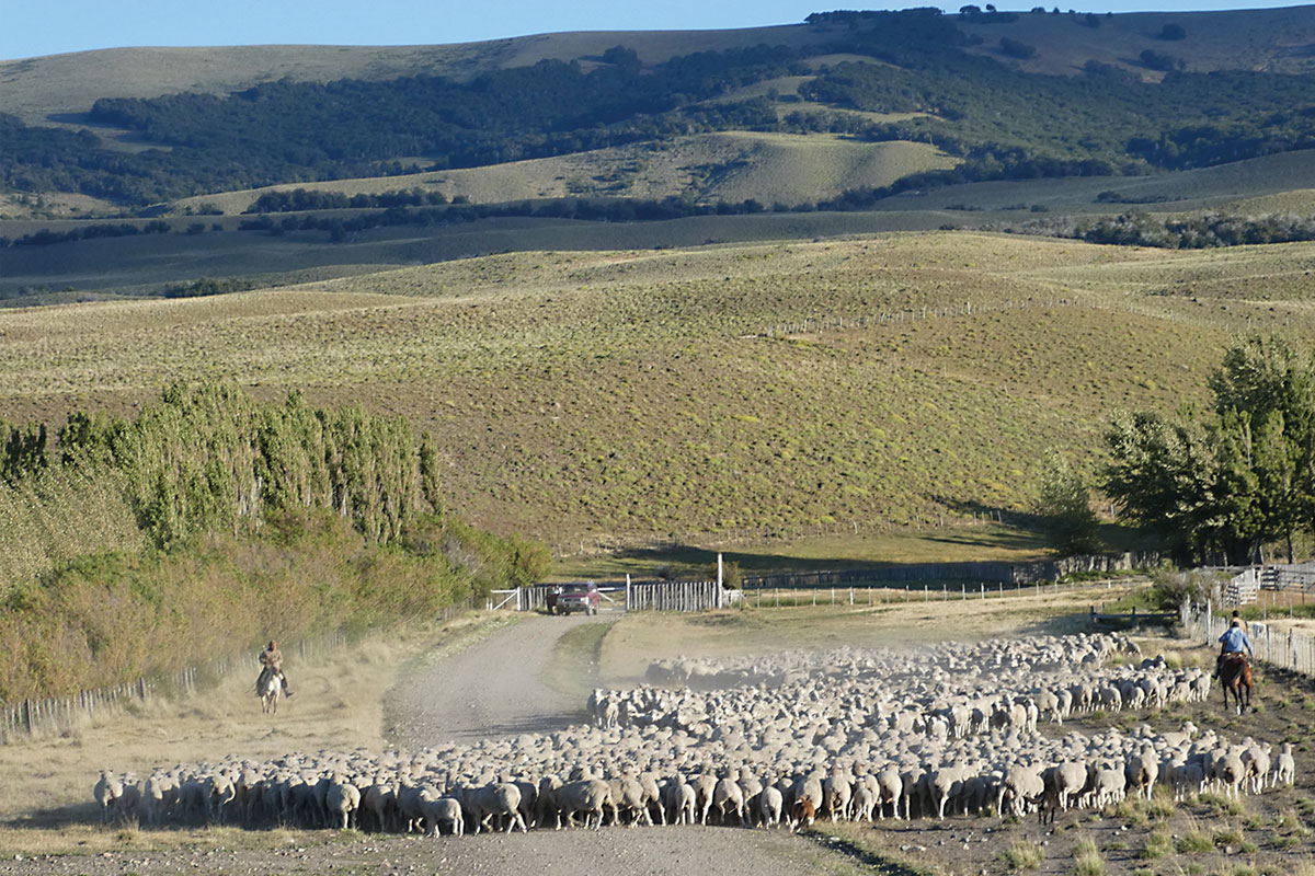 Intensification of livestock farming in times of climate change