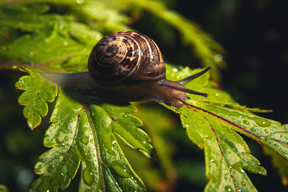 Why do snails come out when it rains? - Revista Mètode