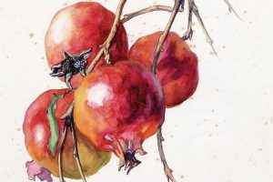 'Punica granatum' en fruit