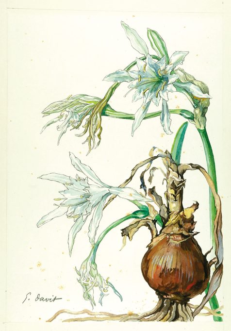 'Pancratium maritimum' en flor