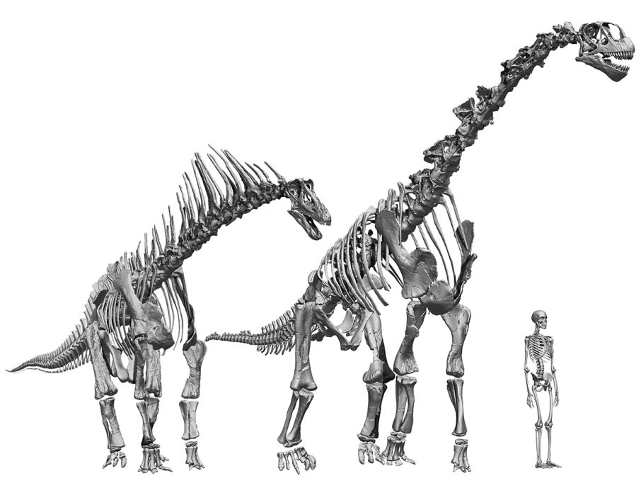 Diferents sauròpodes tenien postures osteològiques neutres i capacitats de moviment dels seus colls que probablement resultaven en ecomorfologies diferents. 