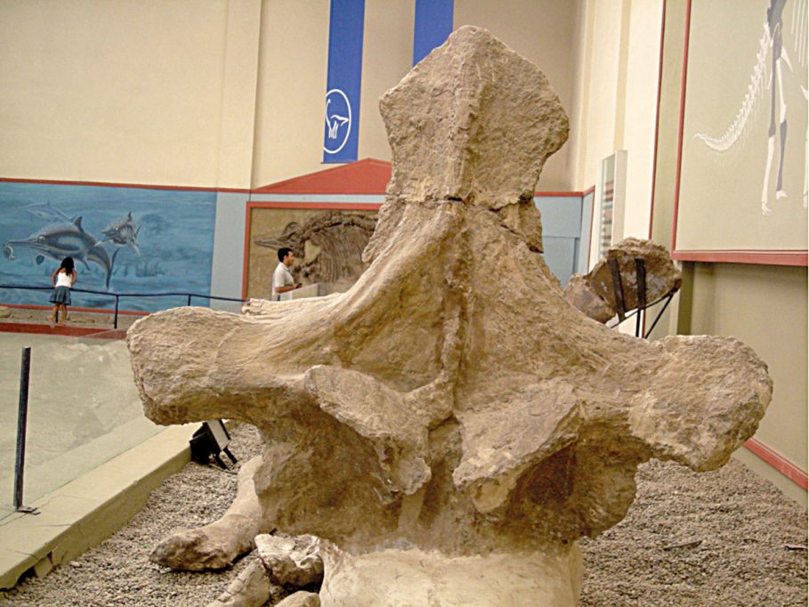 Figura 4. Holotip de la dorsal anterior d’Argentinosaurus huinculensis. Les seues restes van ser descobertes per un granger local 5 km a l’est de la ciutat de Plaza Huincul, a la província del Neuquén, i excavades pels doctors José Bonaparte, Jorge Calvo i Leonardo Salgado.
