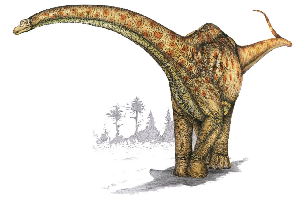 Representació de Futalognkosaurus dukei