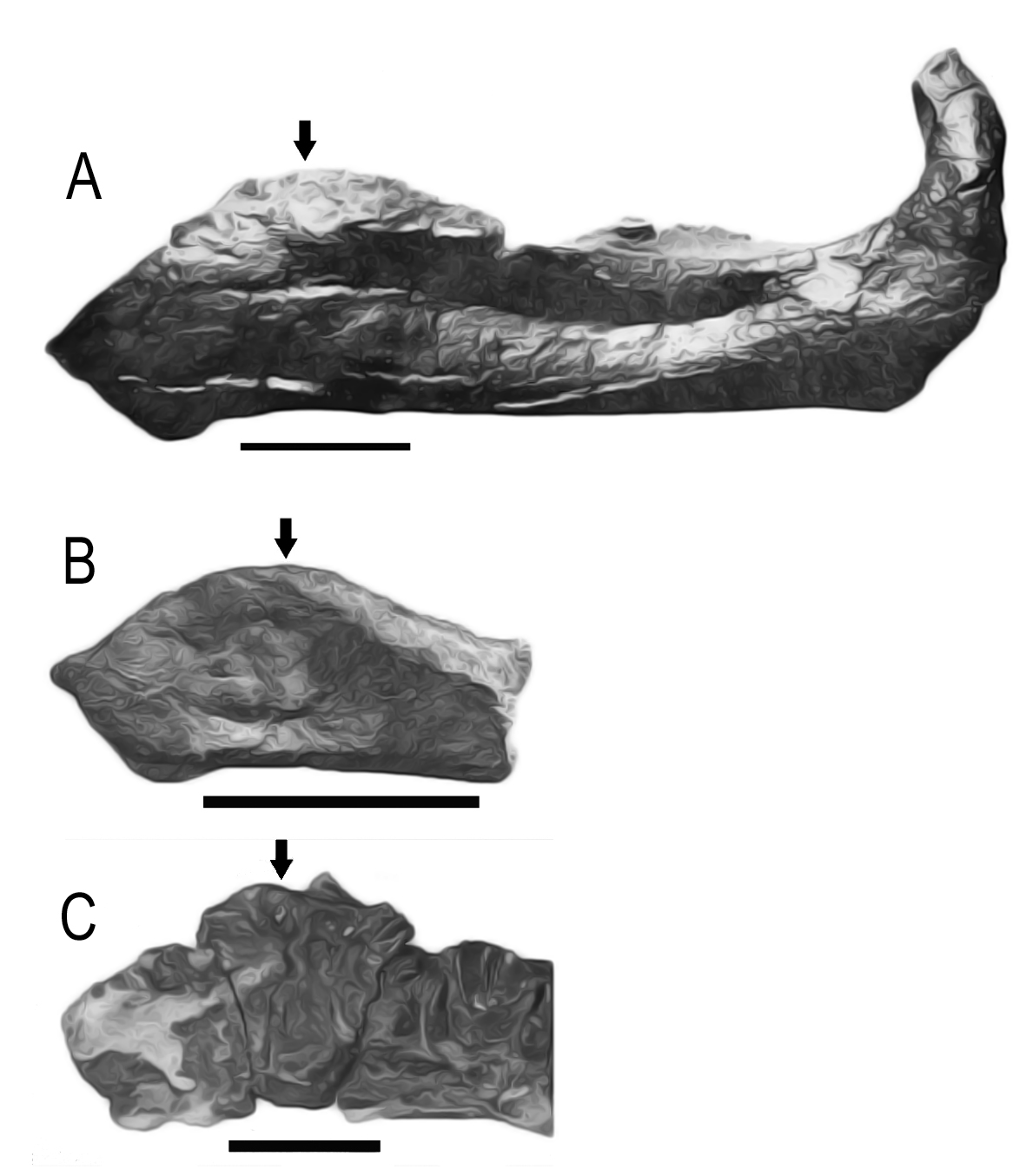 dentaris d'Iguanodon galvensis