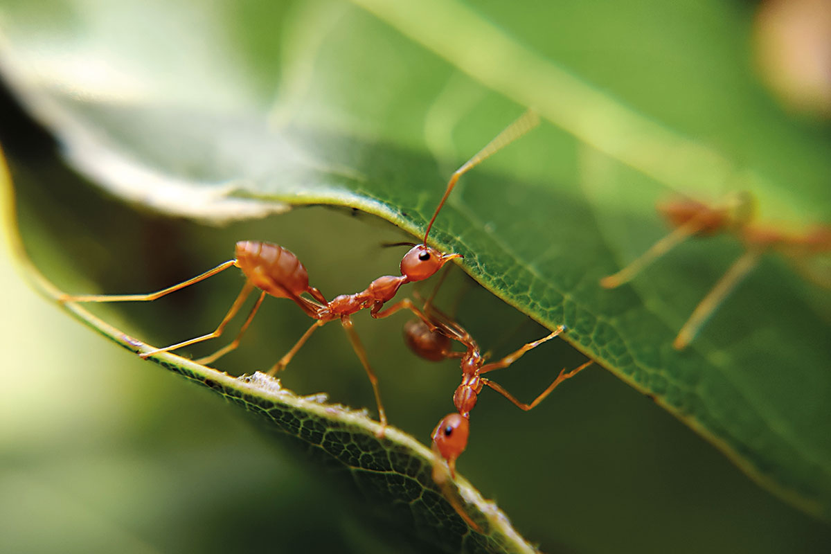 formigues