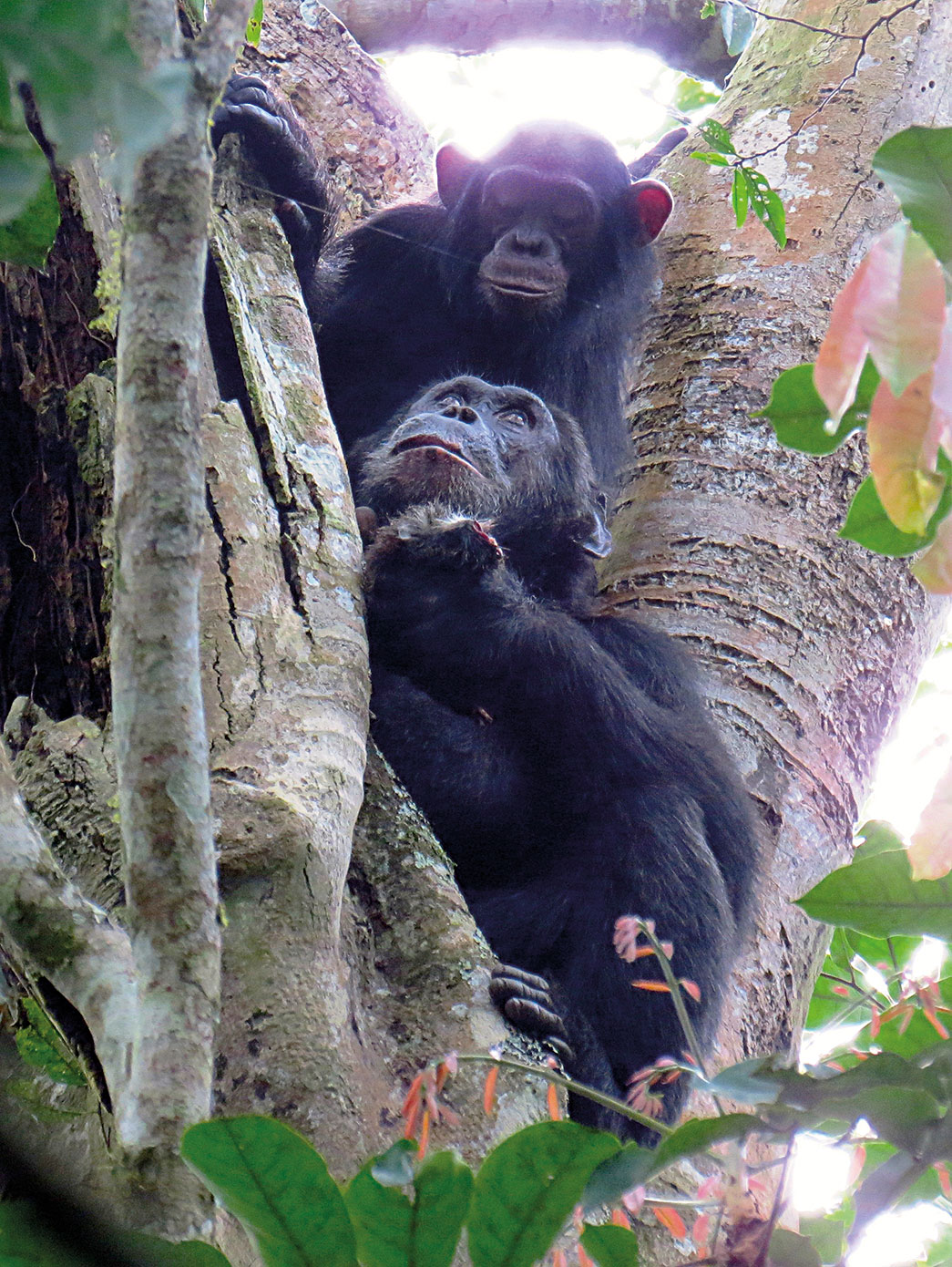 Hunting roles in chimpanzees? - Revista Mètode