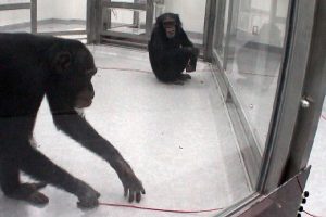 Experiments amb ximpanzés