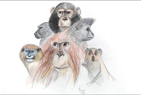 Il·lustracions de primats de Jordi Sabater Pi