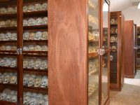 Osteological collections